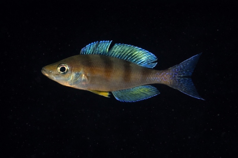 Cyprichromis sp. 'kipili zebra' Ulwile Island